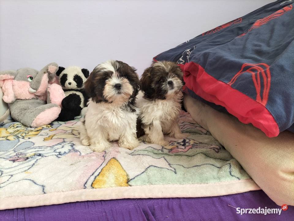 Shih tzu śliczne suczki Shih Tzu Rzeszów