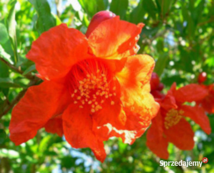 GRANATOWIEC WŁAŚCIWY Punica granatum NASIONA Dom i Ogród Lubanie