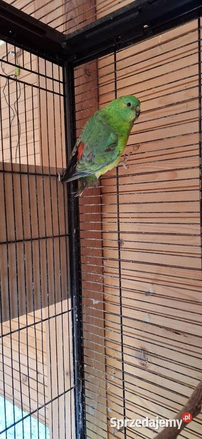 Świergotki sprzedam Ptaki Wola Kutowa