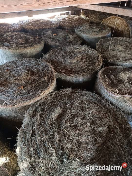 Sprzedam siano w belach 120120 lubelskie sprzedam