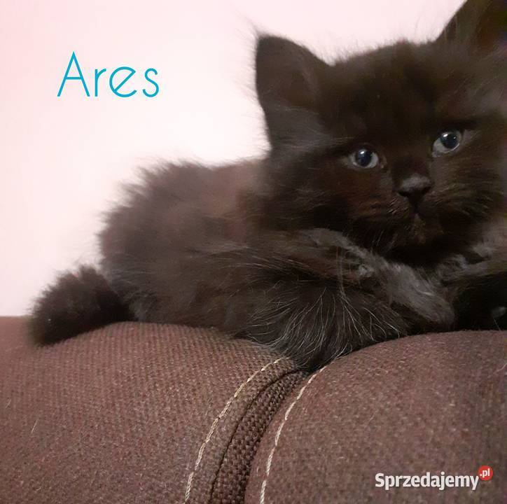 Zjawiskowy Czarny Kocurek Syberyjski Ares
