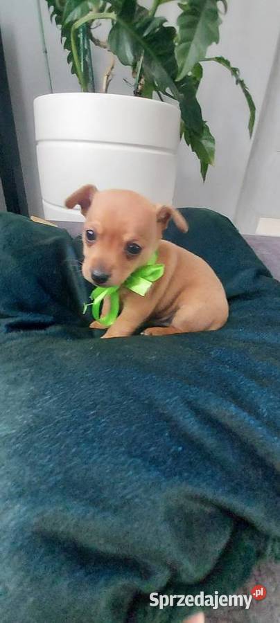 Pinczer Miniaturowy Pozostałe Radom