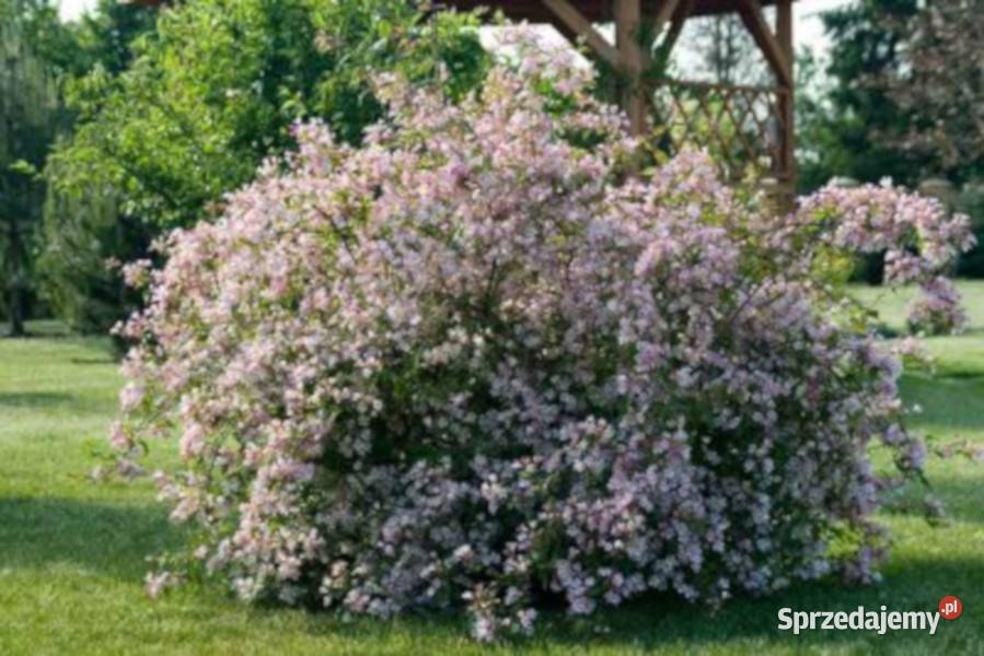 KOLKWICJA CHIŃSKA Kolkwitzia amabilis NASIONA Lubanie