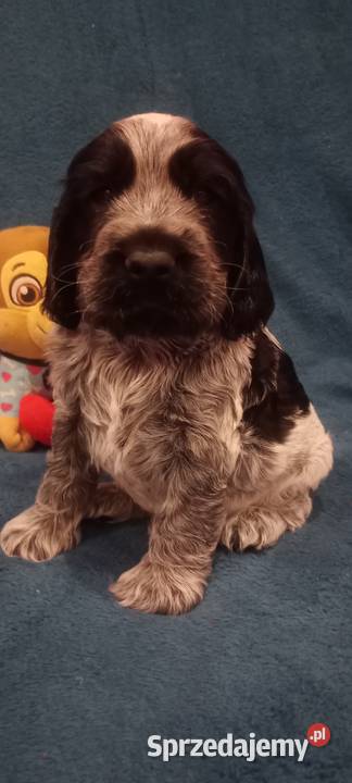 Cocker spaniel angielski