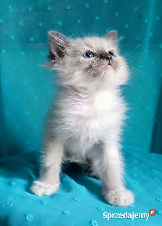 Cudowny kocurek Ragdoll z rodowodem i wyprawką Łódź