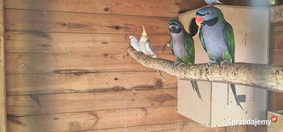 Papugi aleksandretty chińskie Jaworowa