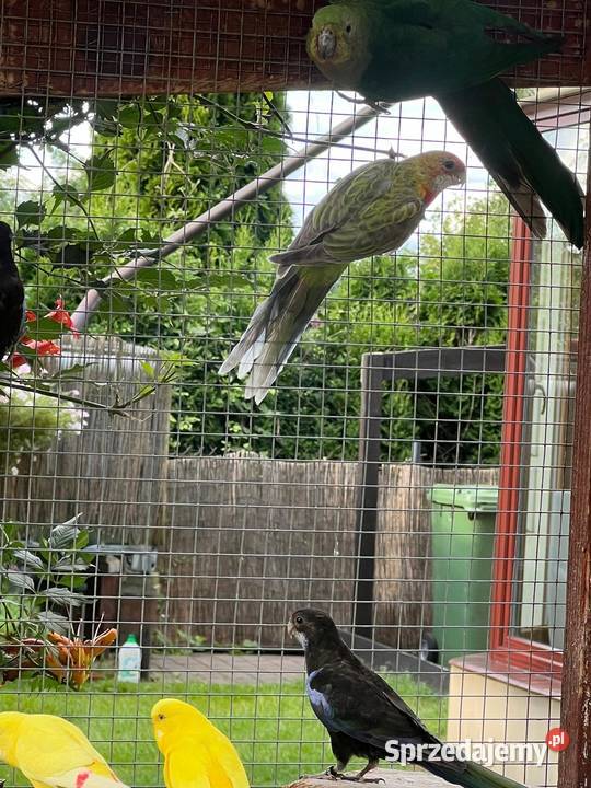 Papugi Rozella Rzgów
