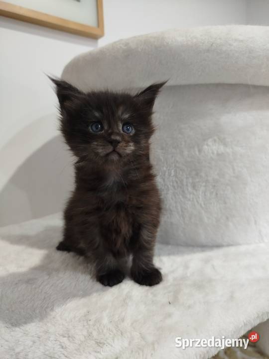 Kotka Maine Coon Nera kujawsko-pomorskie Szembruk