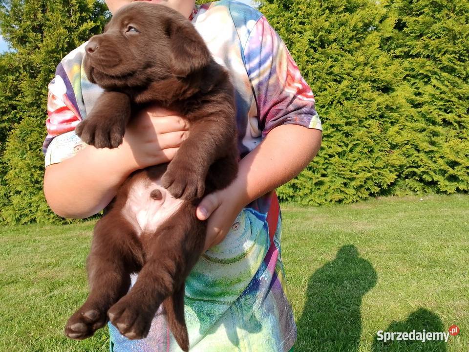 Szczeniaki Labrador Retriever Odolanów sprzedam