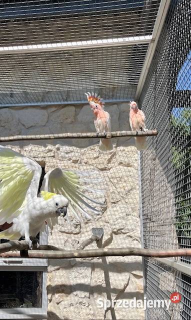 Kakadu Alba Inka Żółtoczuba Park Papug Kraków Ptaki