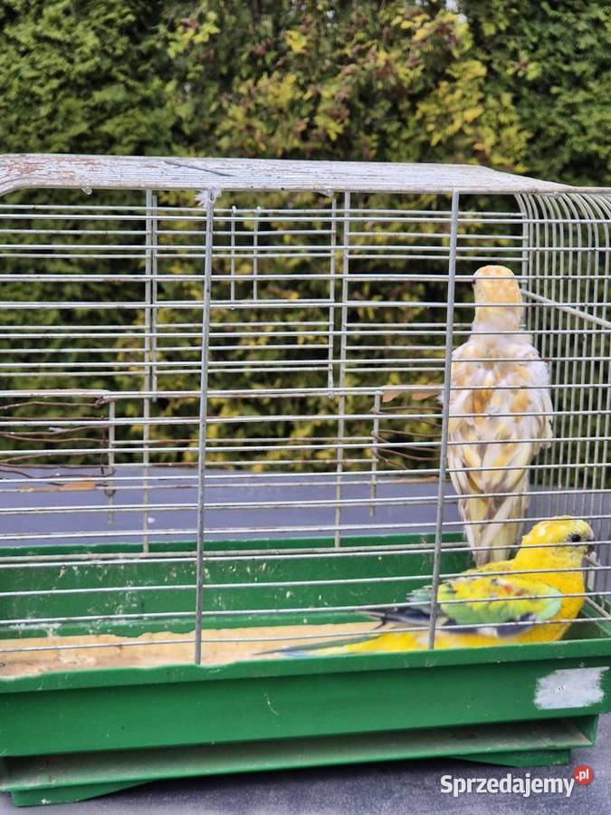 ŚWIERGOTKI SELEDYNOWE Stary Broniszew
