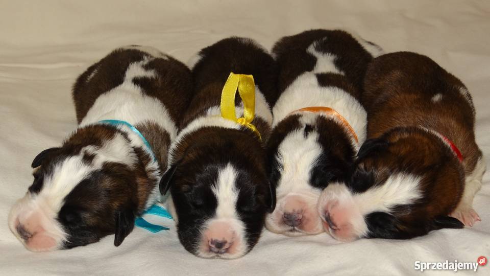 Moskiewski pies stróżujący Nie Bernardyn Kaukaz Rokiciny