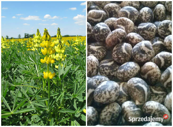 Łubin gorzki żółty tegoroczny Żarnów