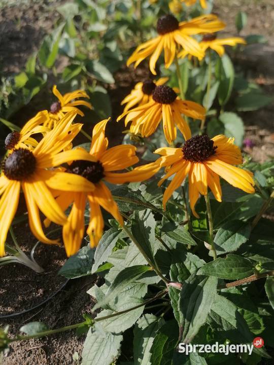 Rudbekia błyskotliwa mrozoodporna roślina do sprzedam
