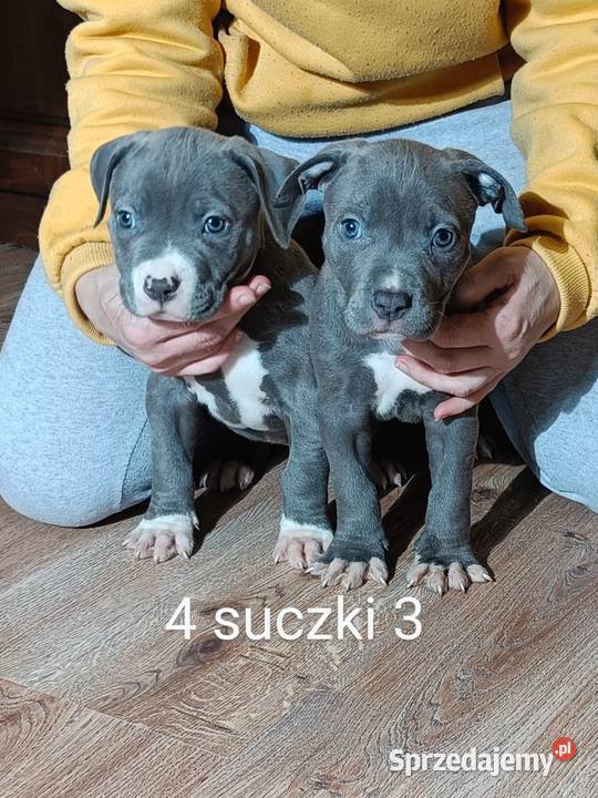 Szczeniaki american Bully xl błękitne Pasłęk