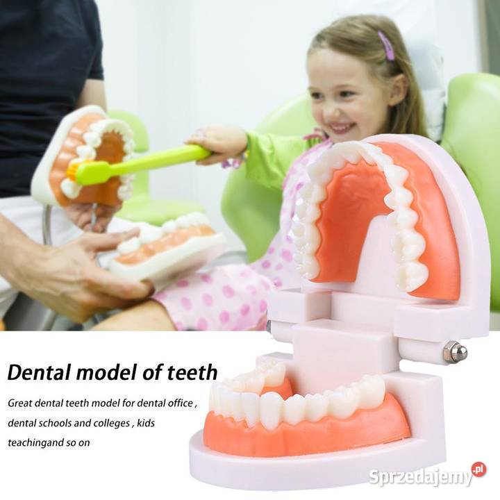 Edukacyjny model zębów dentystycznych