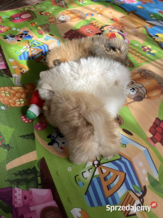 szpic miniaturowy chłopiec