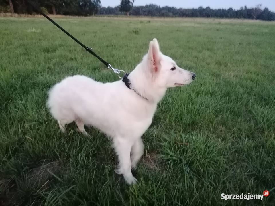 Owczarek szwajcarski