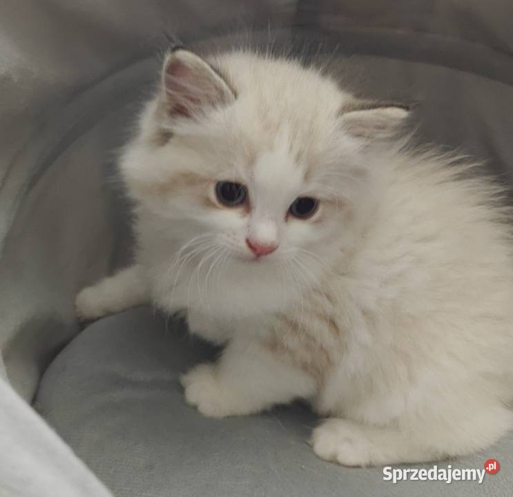 Cudowne kociaki Ragdoll FPL prawdziwy rodowód lubelskie Lublin