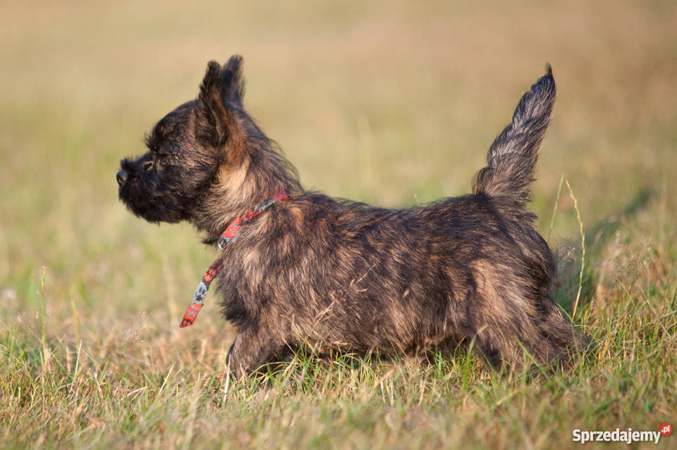 CAIRN TERRIER rodowodowe szczenięta Championach Psy