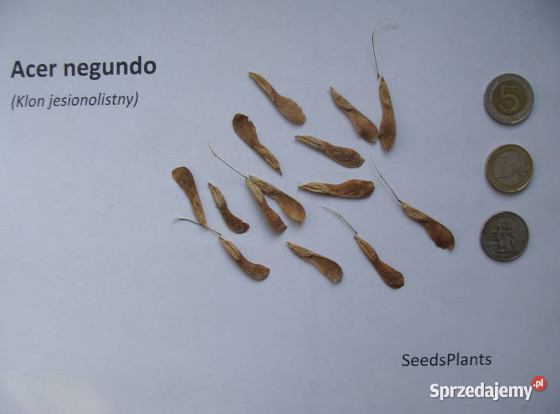 KLON JESIONOLISTNY Acer negundo NASIONA 300