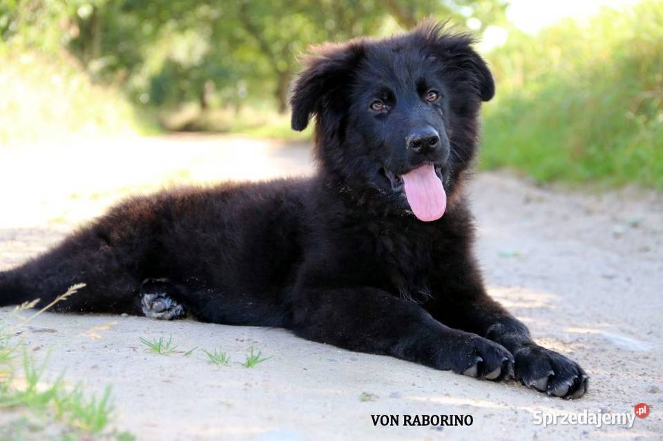 Owczarki Niemieckie Długowłose Choszczno