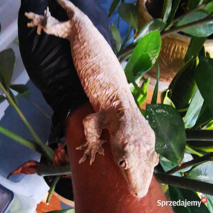 Gekon Olbrzymi Rhacodactylus Lechianus małopolskie Kraków