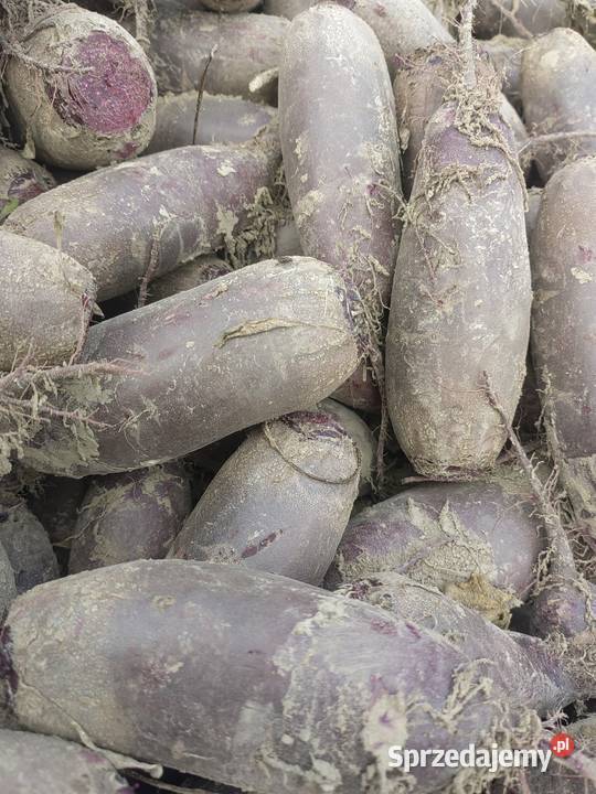 buraczki czerwone Osmolice Drugie