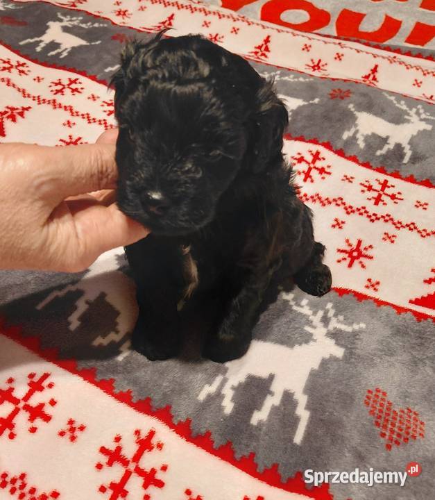 Maltipoo czarny piesek Wyszków