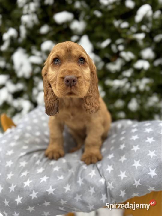 Jedyny taki Piękny piesek Cocker Spaniel Dąbrowa Górnicza