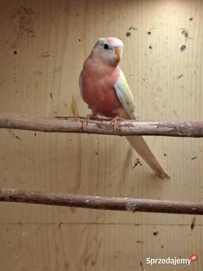 Lilianka samiec lutino Niedźwiada sprzedam