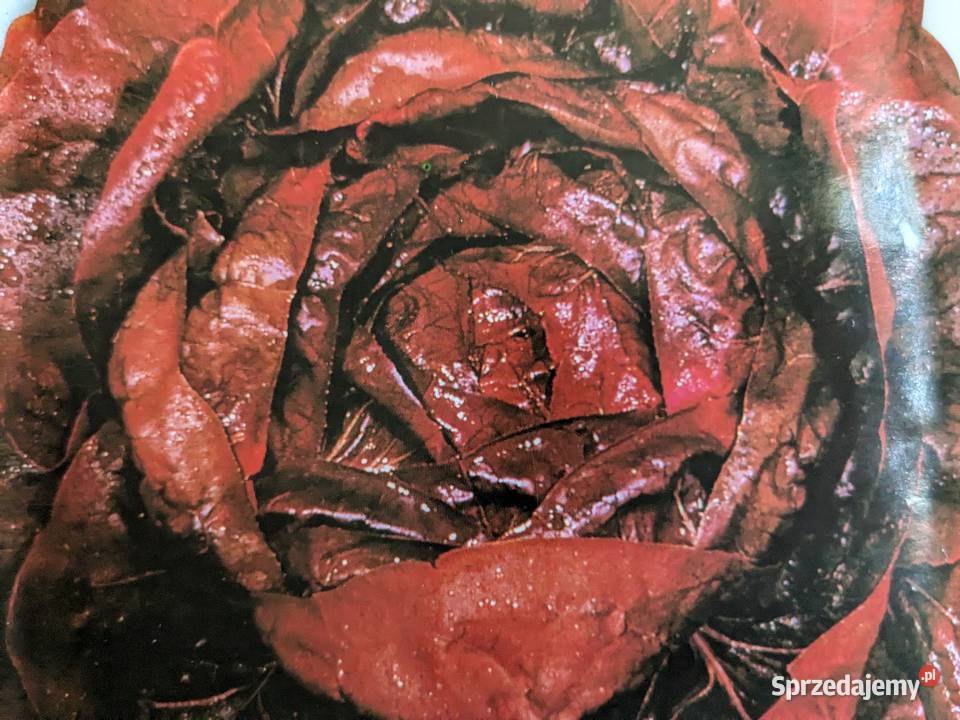 Cykoria nasiona wyjątkowe zdrowe nasiona