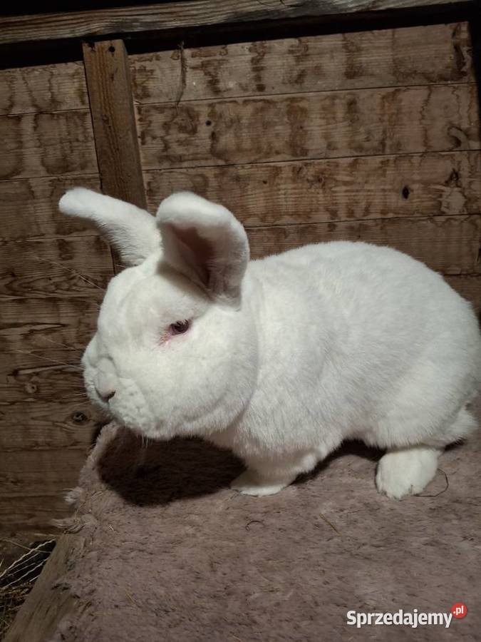 Króliki nowozelandzki biały nb sprzedam