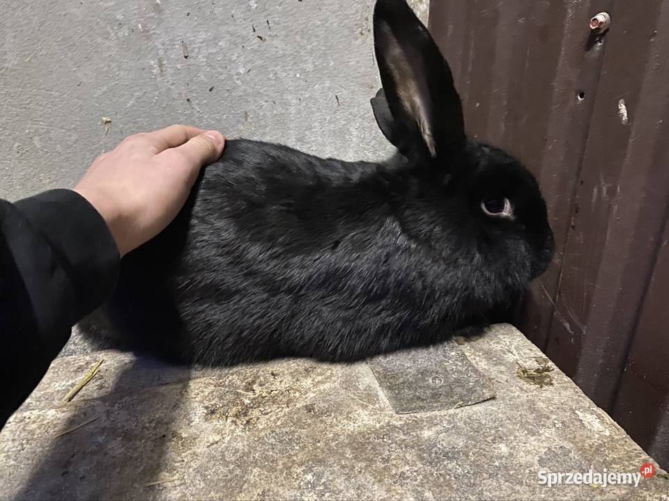 Króliki samce i samice Miechów