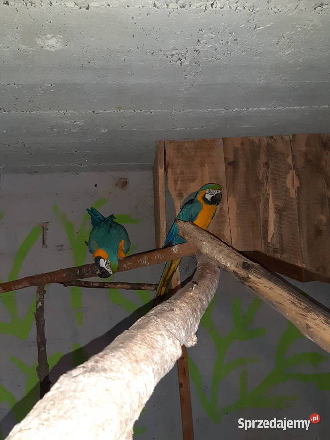 Sprzedam papugi ary małopolskie Kraków