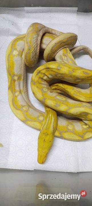 Pyton siatkowany Karłowice