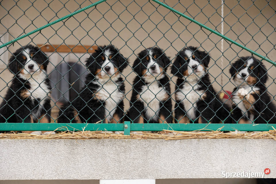 Szczeniaki Berneński Pies Pasterki Podlasie Suwałki