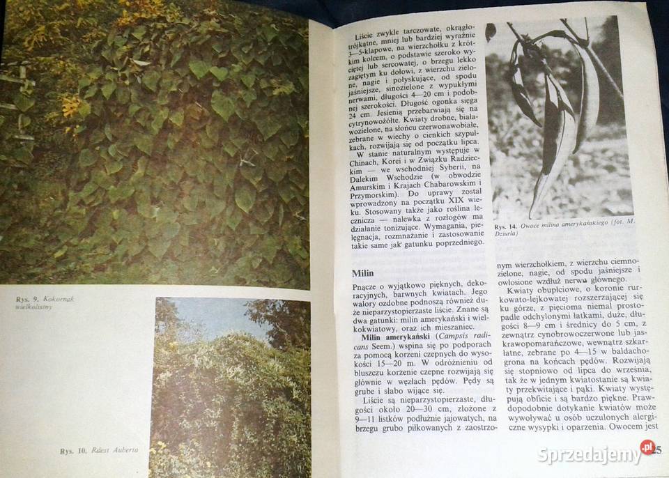 Pnącza ozdobne w ogródku Bluszcz powojnik M Chełm