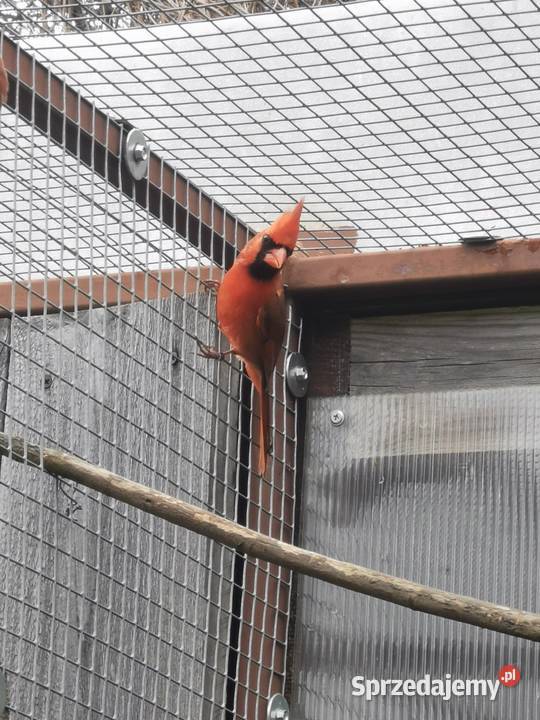 Kardynał czerwony samce Rypin