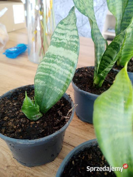 Sansevieria sadzonki kwiatka Liściaste Kraków