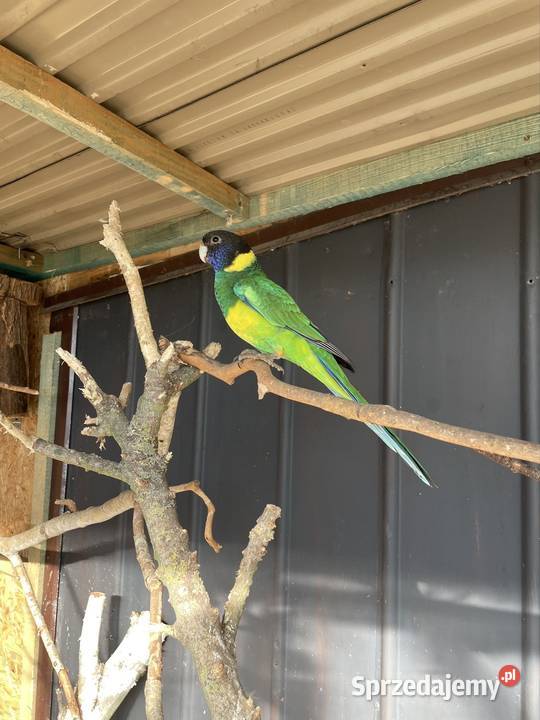 Szukam Bernarda żółtobrzuchego Tarnów