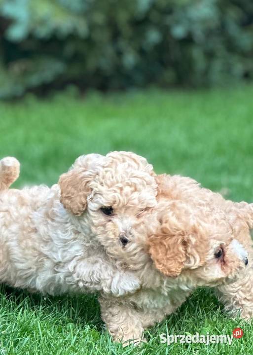Maltipoo f1 Iłowo-Osada