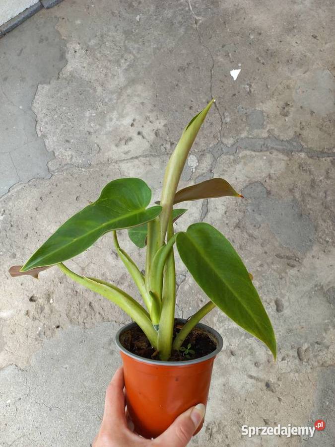 Filodendron Philodendron Tuxtlanum Tuxtla Red lubelskie Puławy