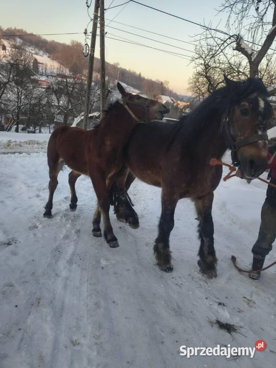 Sprzedam ogierka zimnokrwistego Jabłonka