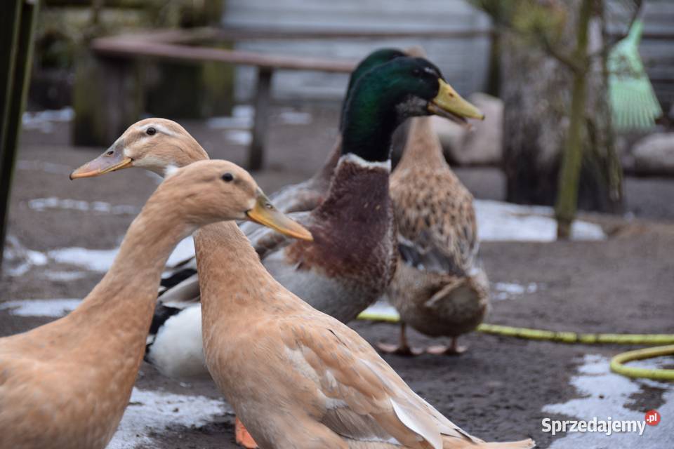 Kaczor biegusa Łochów