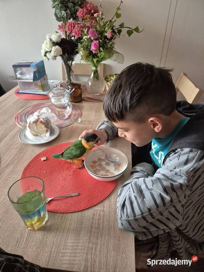 Barwinka czarnogłowa oswojona i dzikie sprzedam