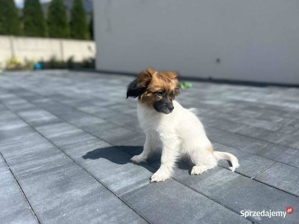 Szczeniak Papillon Spaniel Kontynentalny ZKwP Kalisz