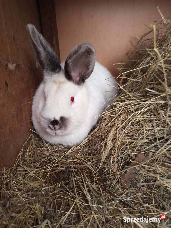 Sprzedam dwie samice zakocone Koźminek