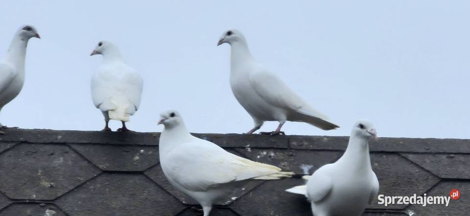 Gołębie białe pocztowe Węgra
