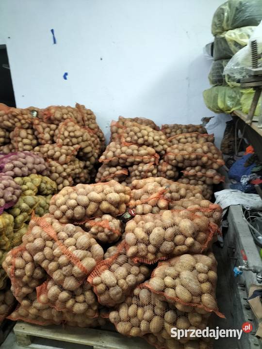 Ziemniaki SADZENIAKI Soraya Sędziszów